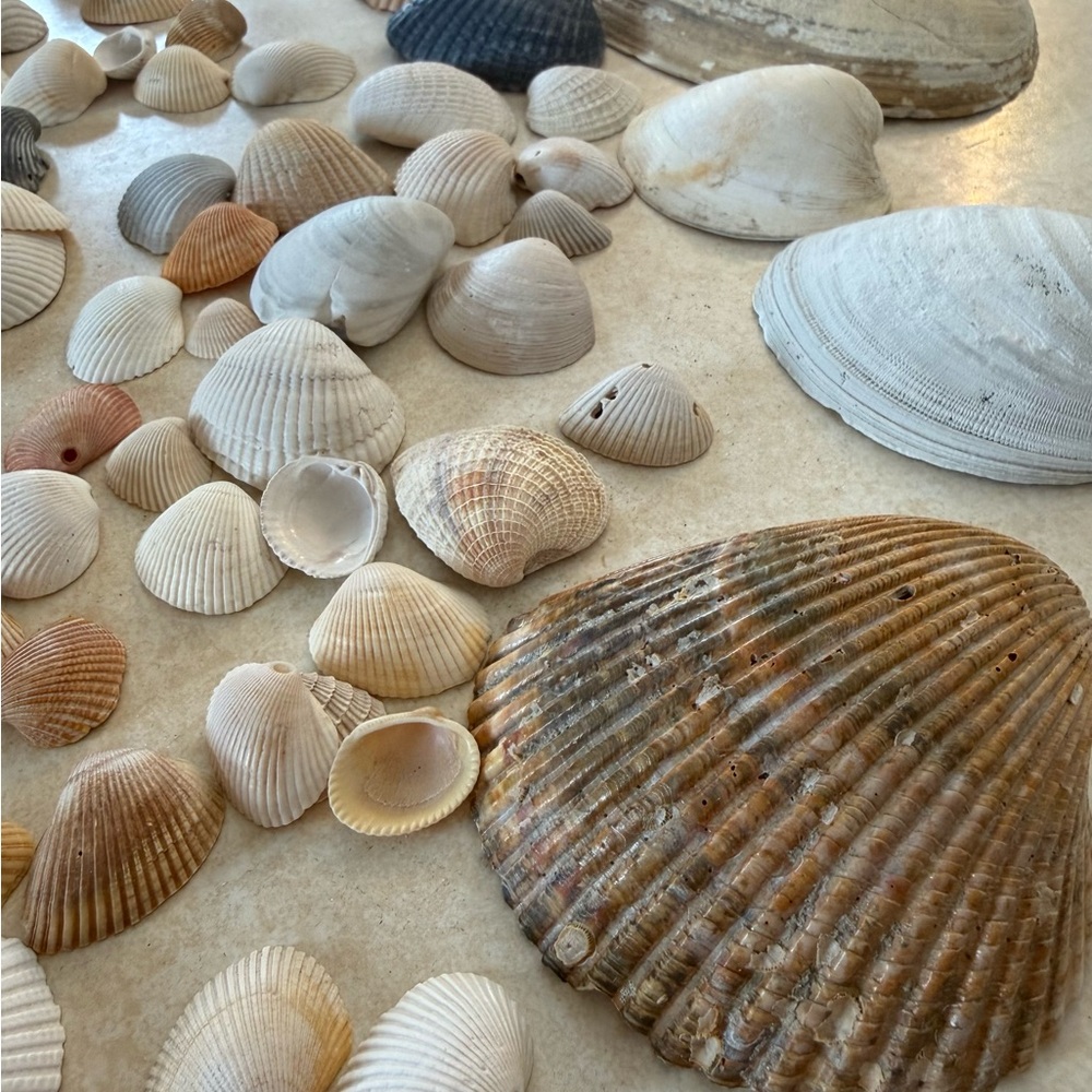 Seashell Collection - Picture 2 of 7